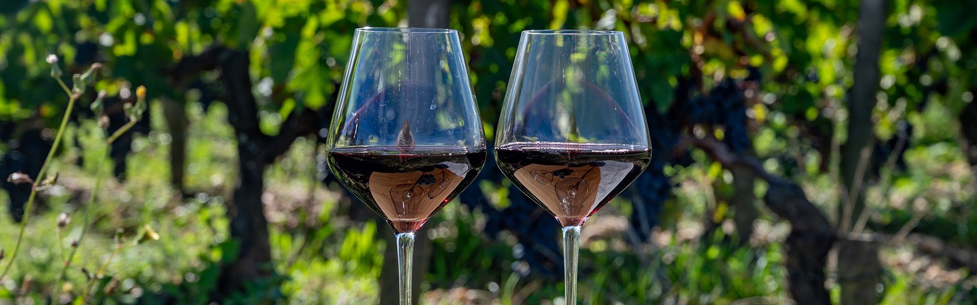 2370172797 Degustacija vina i redovi crvenog gro da Merlot u vinorodnoj regiji Saint-Emilion
