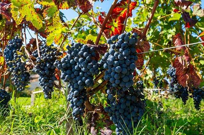 2431861277 Vinogradi u selu Pauillac s redovima sorte zrelog crvenog gro da Cabernet Sauvignon