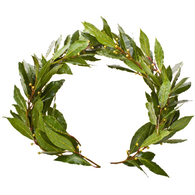 laurel wreath close-up isolated, on white background