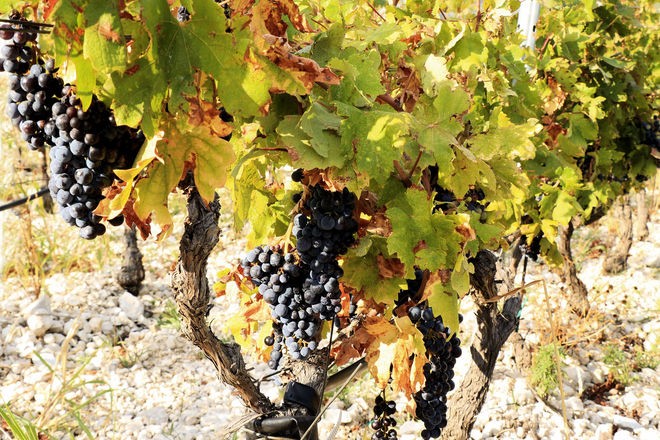 vinograd u blizini planine Biokovo, Hrvatska