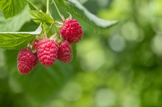 2174904981 plodovi maline na grani