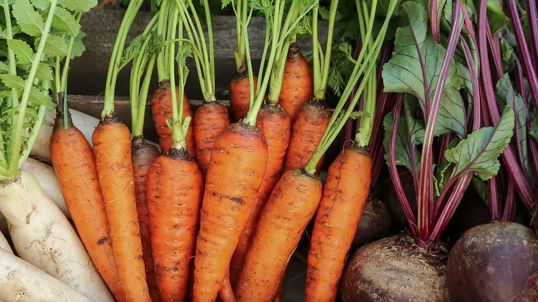 Jesenska berba korjenastog povrca u vrtu. Svje i sirovi daikon (bijela rotkva), mrkva i cikla u drvenoj kutiji u vrtu, izbliza.