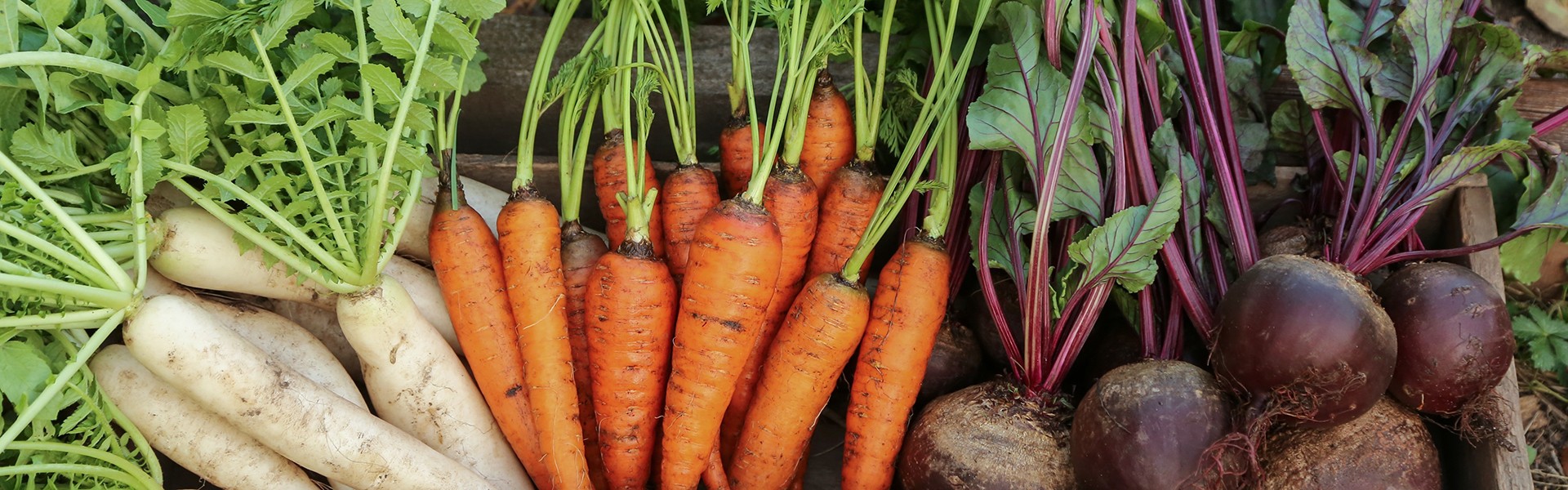 2492415721 Jesenska berba korjenastog povrca u vrtu. Svje i sirovi daikon (bijela rotkva), mrkva i cikla u drvenoj kutiji u vrtu, izbliza.