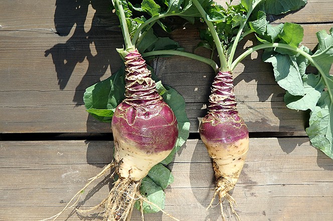 734284126 Rutabaga ubrana kultura (Brassica napobrassica).